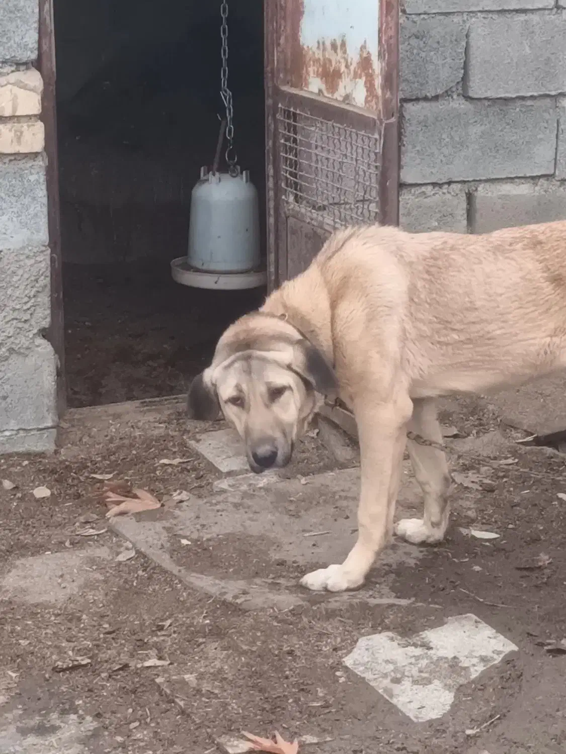 توله ماده کرد ۷ ماهه|سگ|تویسرکان, |دیوار