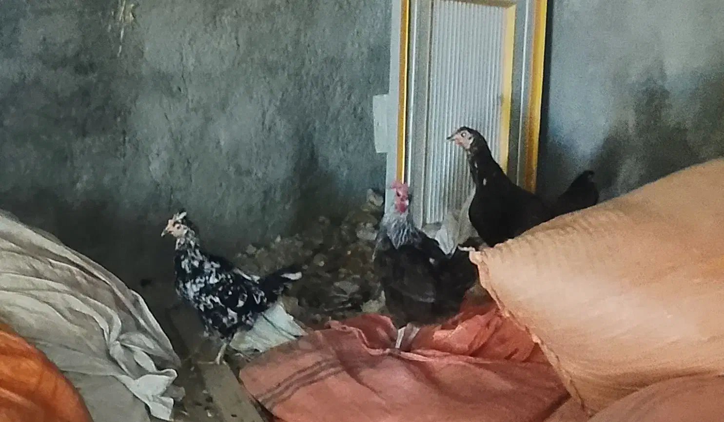 مورغ‌و‌خروس‌شرته‌سالم‌وبدون‌عیب|حیوانات مزرعه|اهواز, کیانشهر|دیوار