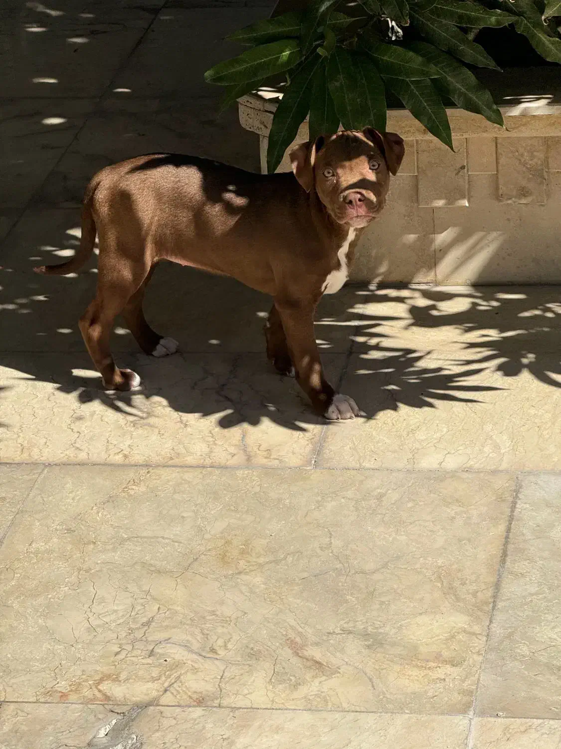 پیتبول|سگ|بندرعباس, |دیوار