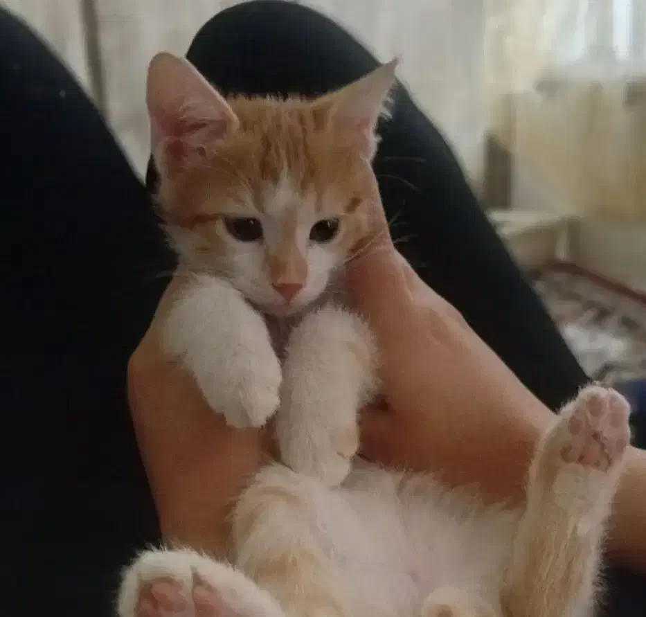 گربه نر ۳ ماهه|گربه|سنقر, |دیوار