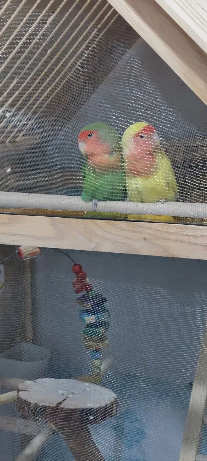 طوطی برزیلی|پرنده|نسیمشهر, |دیوار