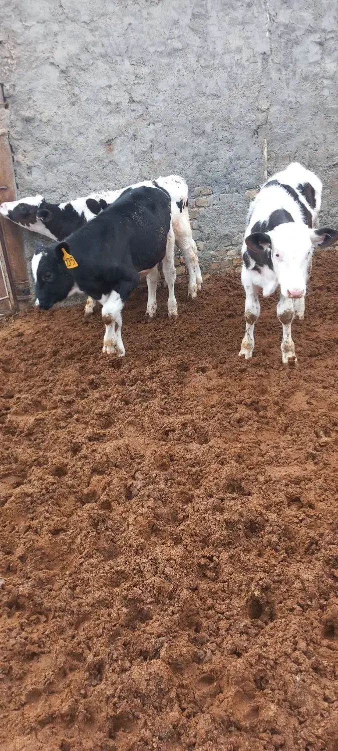 سیمینتال فروشی|حیوانات مزرعه|ساروق, |دیوار