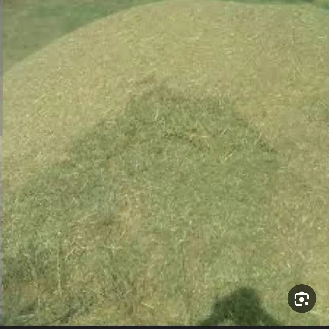 کاه|لوازم جانبی حیوانات|شهرکرد, |دیوار