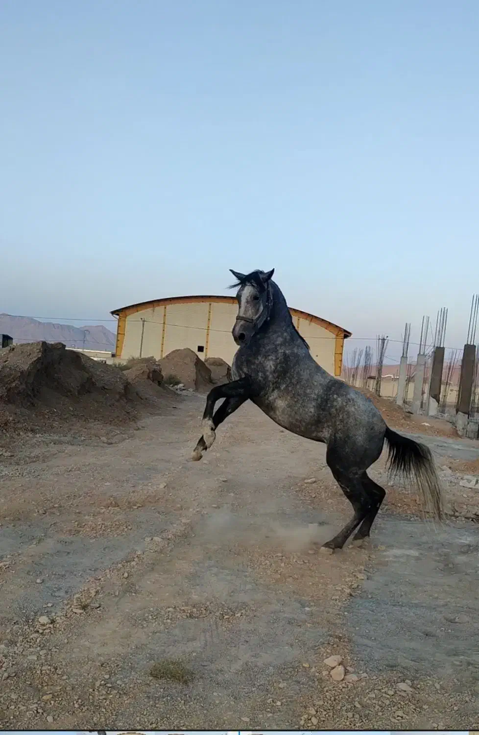 اسب مادیان دوکله|اسب و تجهیزات اسب‌سواری|دهق, |دیوار