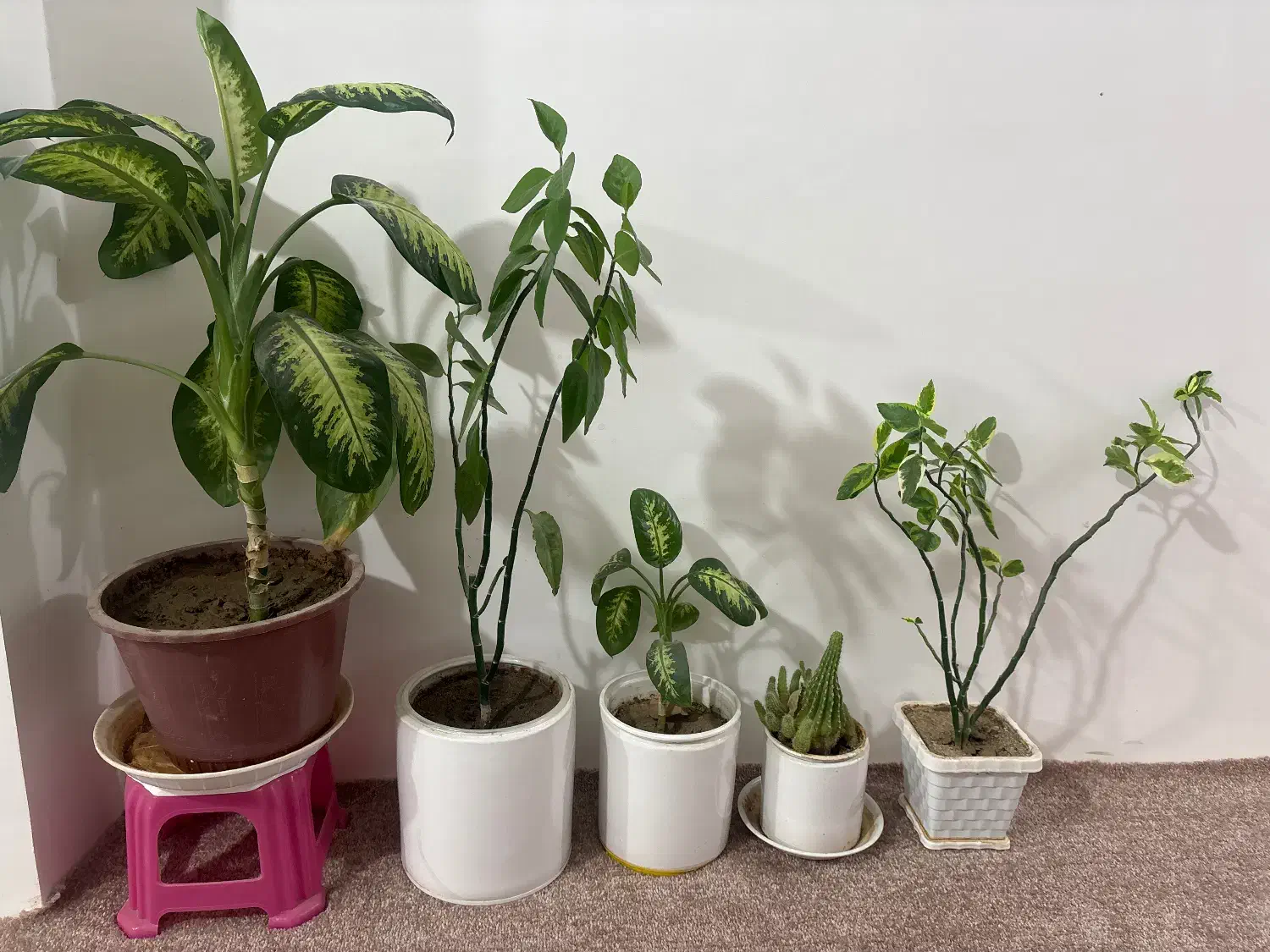 گل طبیعی|گل و گیاه طبیعی|شهرکرد, |دیوار