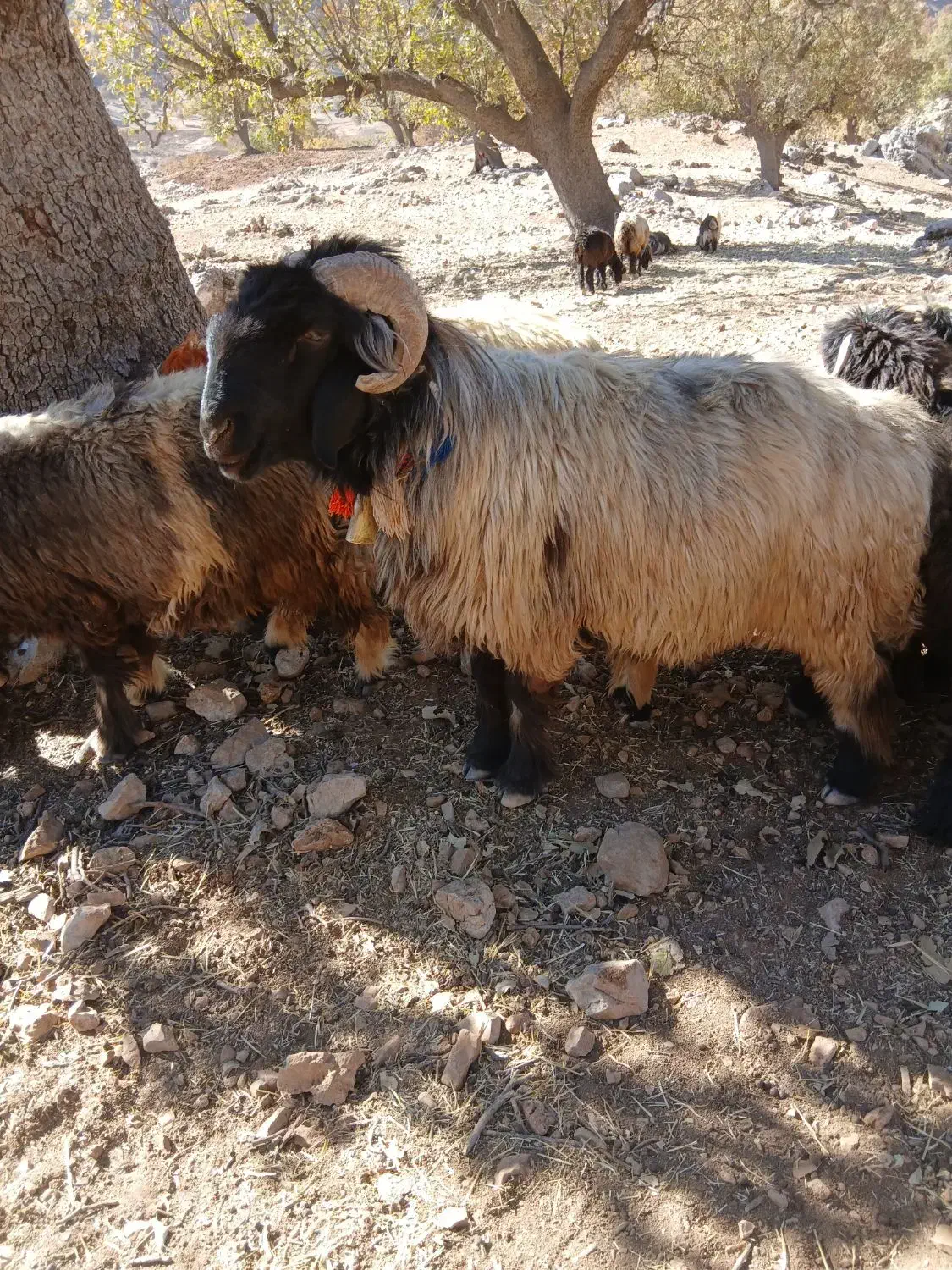 یک راس نرمیش|حیوانات مزرعه|بازفت, |دیوار