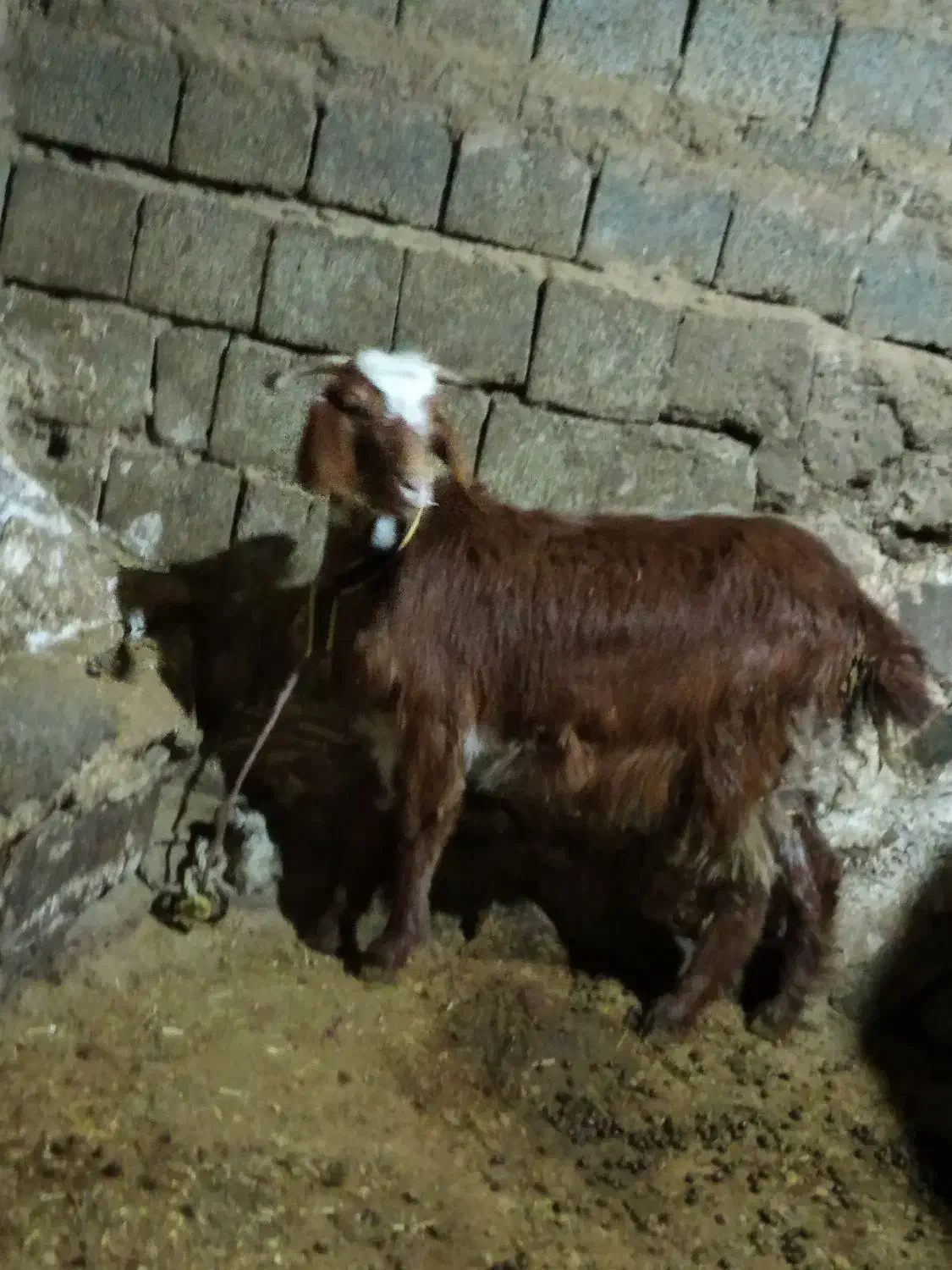 بزغاله|حیوانات مزرعه|امام, |دیوار