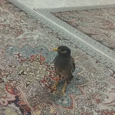 مرغ مینای سخنگو|پرنده|رودهن, |دیوار