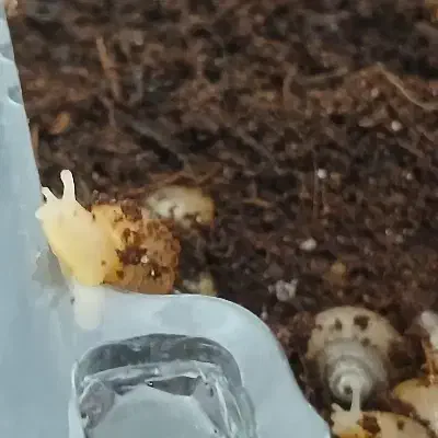 hala.zon|خزنده|شیروان (خراسان), |دیوار