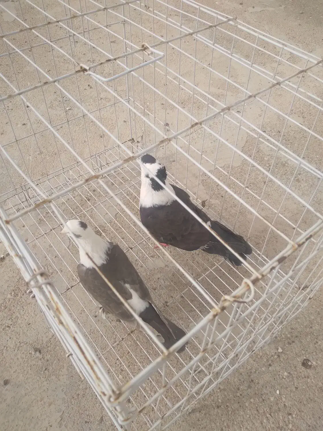 کله سفید|پرنده|خرمشهر, |دیوار