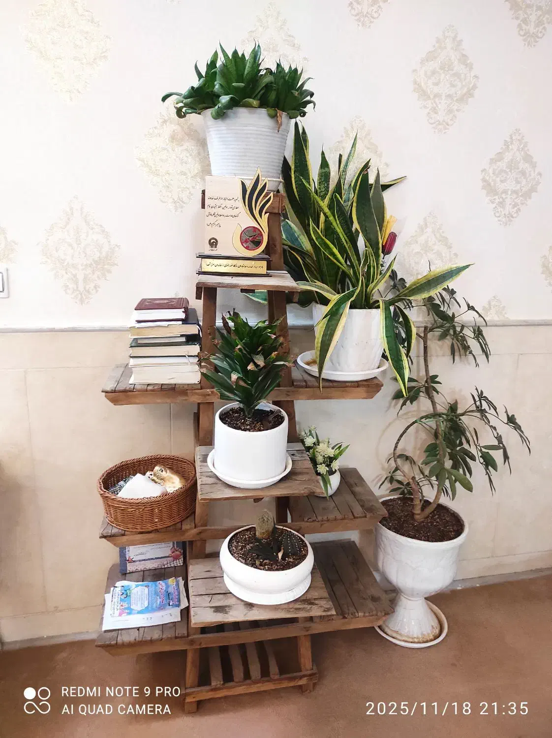 شلف جنس چوب درحدنونو|کتابخانه، شلف، قفسههای دیواری|نیشابور, گمنام غربی|دیوار