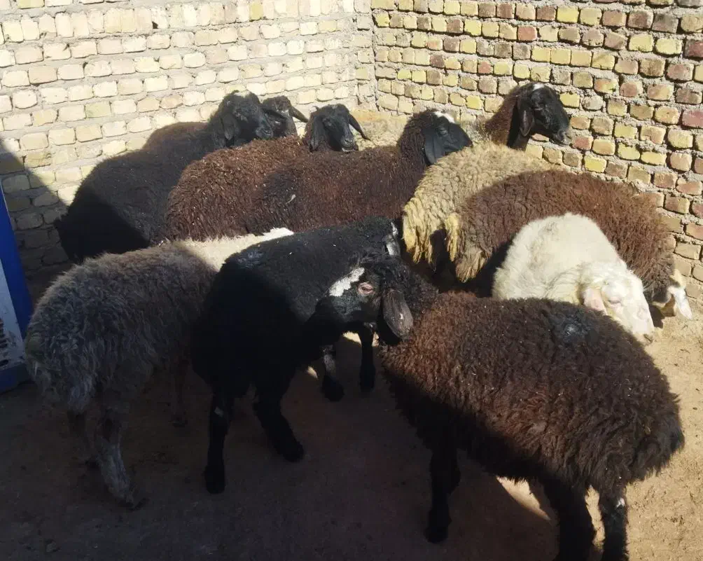 نر  نگهداشت|حیوانات مزرعه|هشتگرد, طاووسیه|دیوار