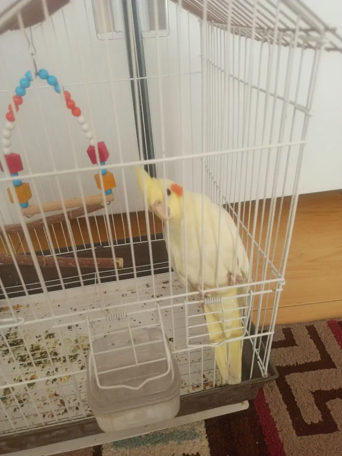 عروس هلندی لوتینو|پرنده|قزوین, |دیوار