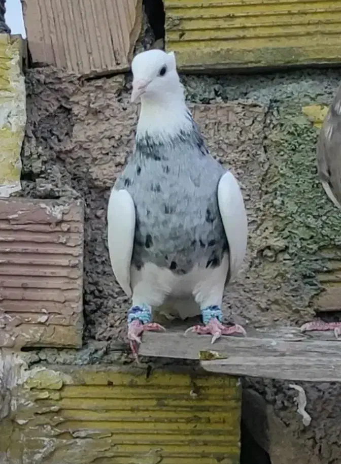 فروش تعداد طوقی یکجا|پرنده|لامرد, |دیوار