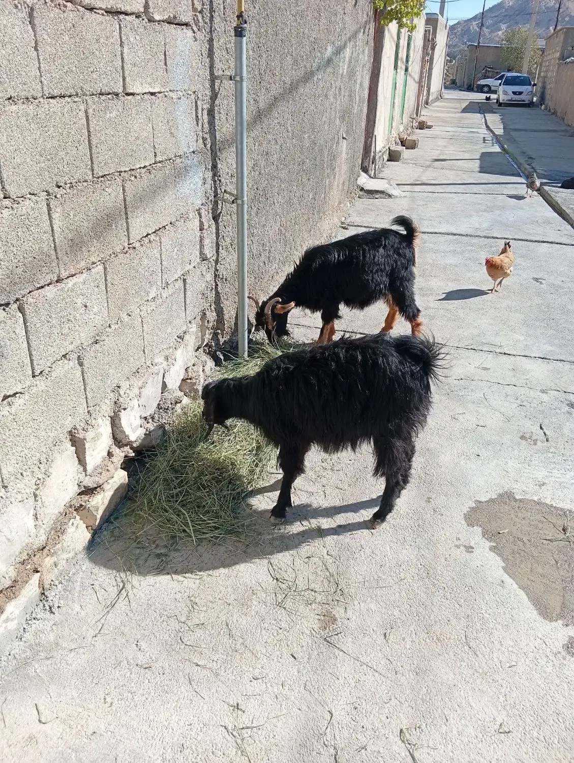 تویشک|حیوانات مزرعه|سراب میمه, |دیوار