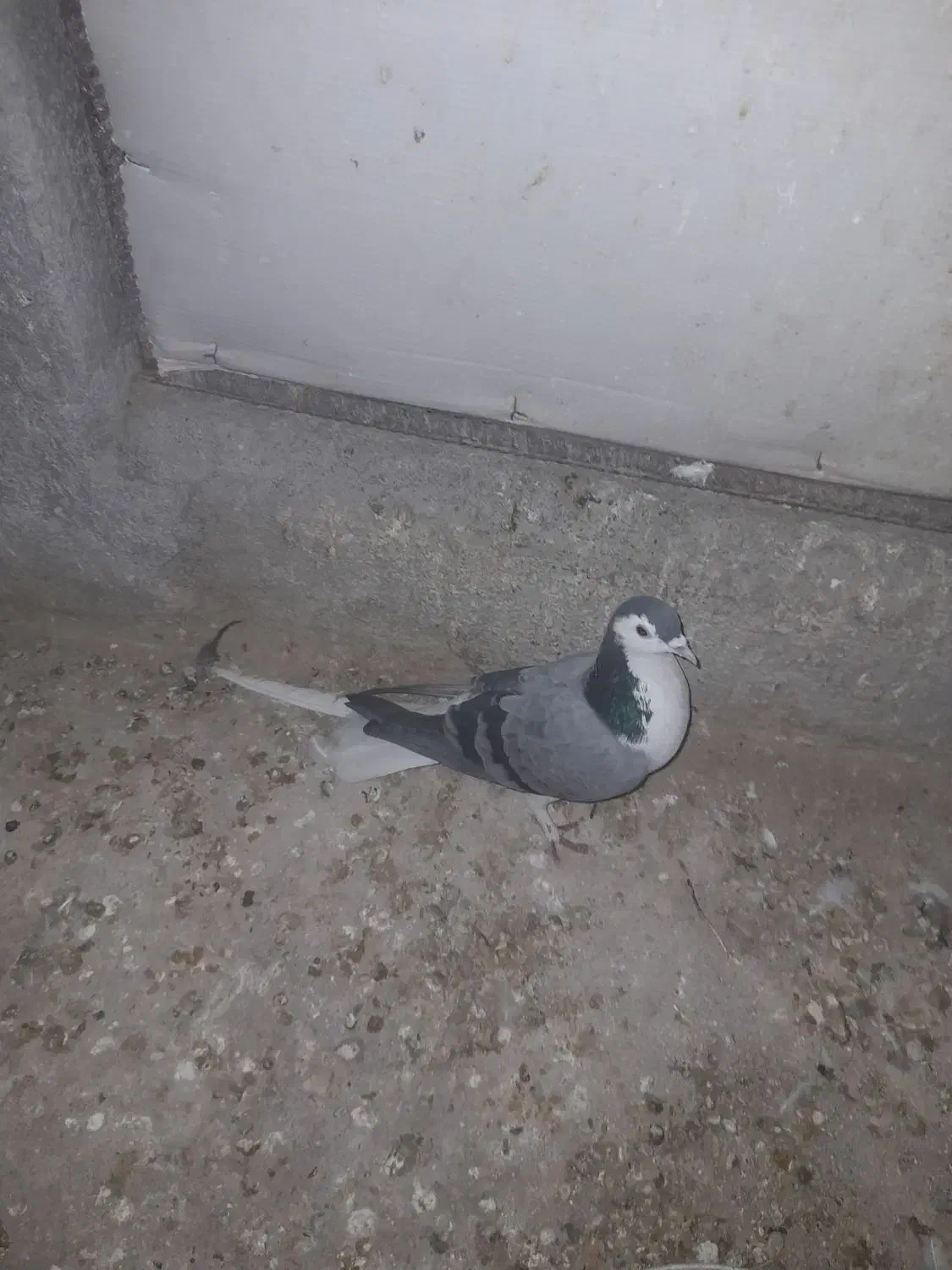 کبوتر بدرنگ|پرنده|مبارکه, |دیوار