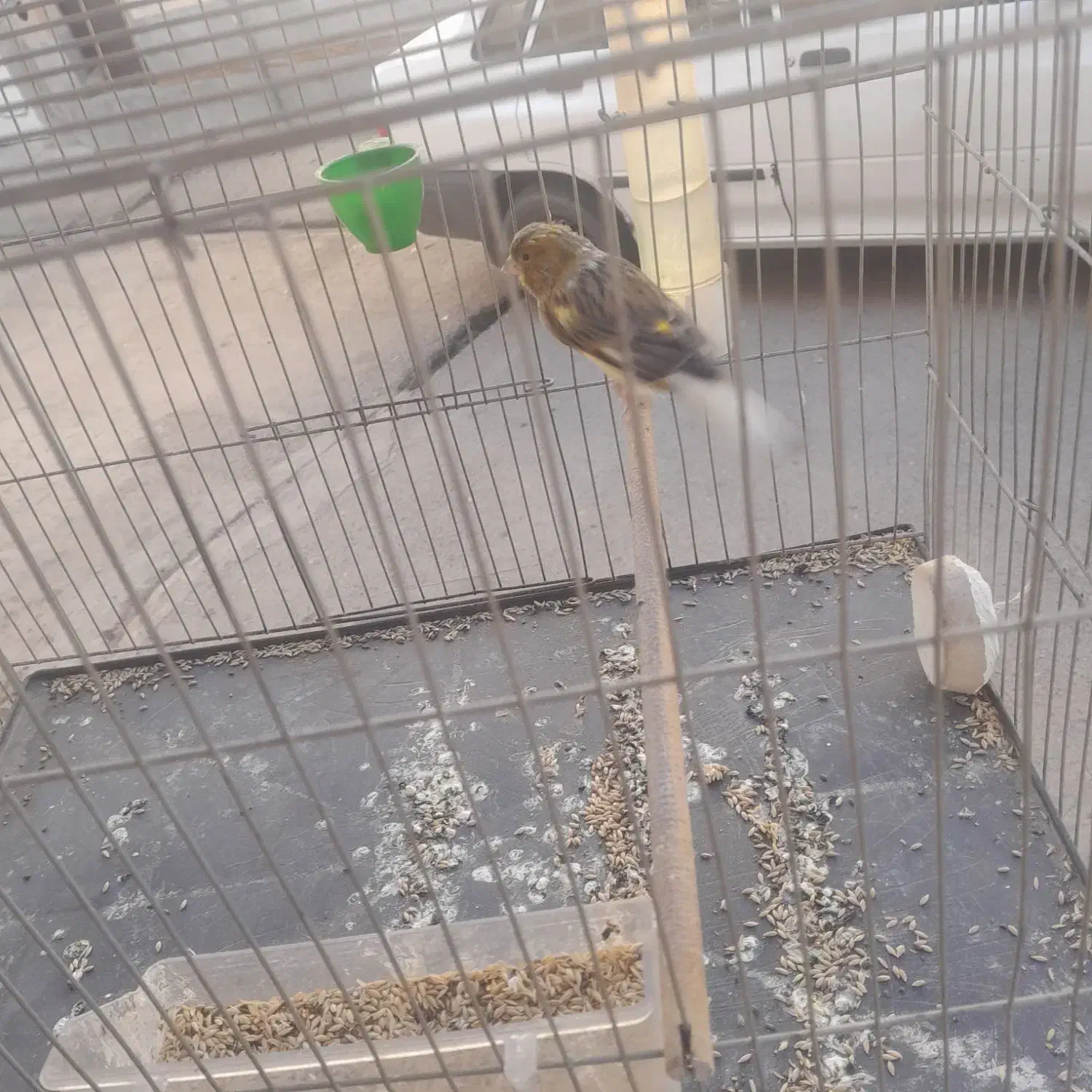 قناری نر|پرنده|شیراز, کوشک میدان|دیوار