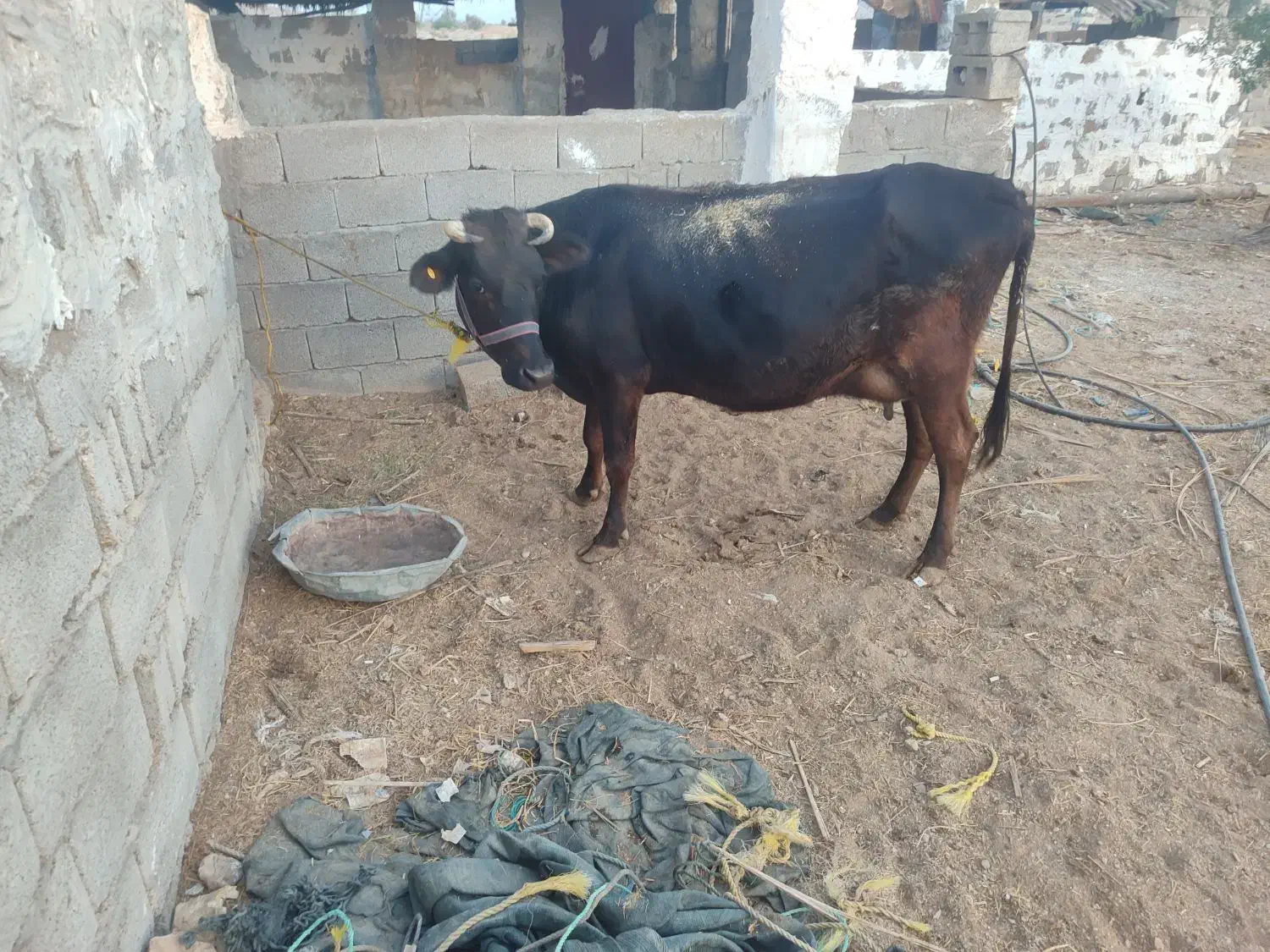 فروش دو راس گاو درجه یک|حیوانات مزرعه|لامرد, |دیوار