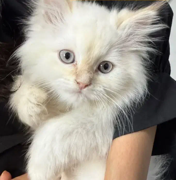 واگذاری گربه|گربه|نیشابور, شهرک فرهنگیان|دیوار