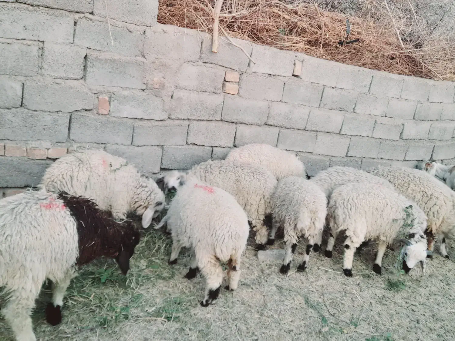 چاق پرواری سرحدی|حیوانات مزرعه|جیرفت, |دیوار