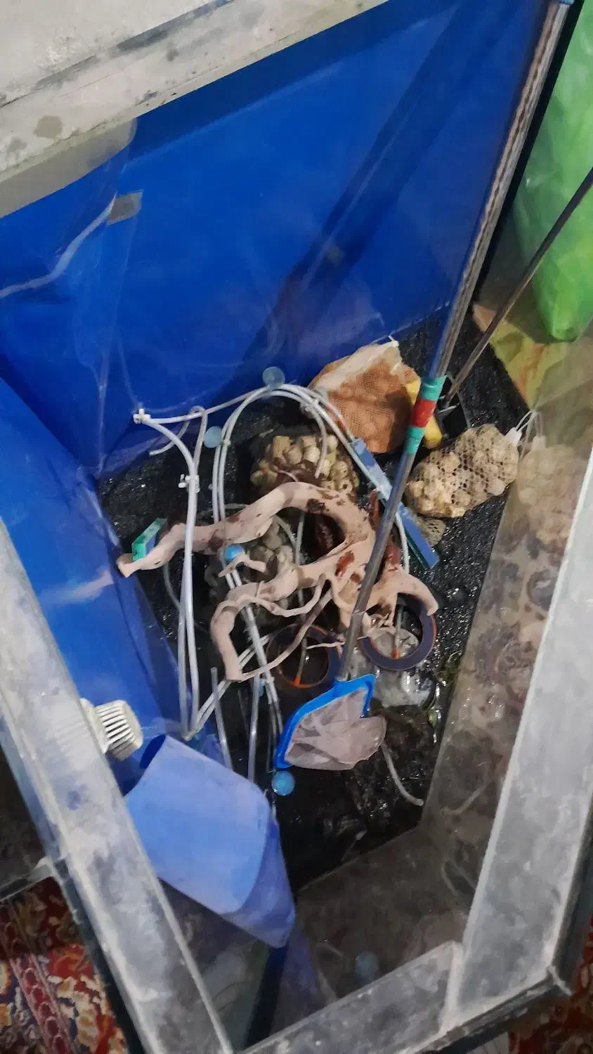 آکواریوم تصفیه دار|ماهی|مشهد, شهید معقول|دیوار