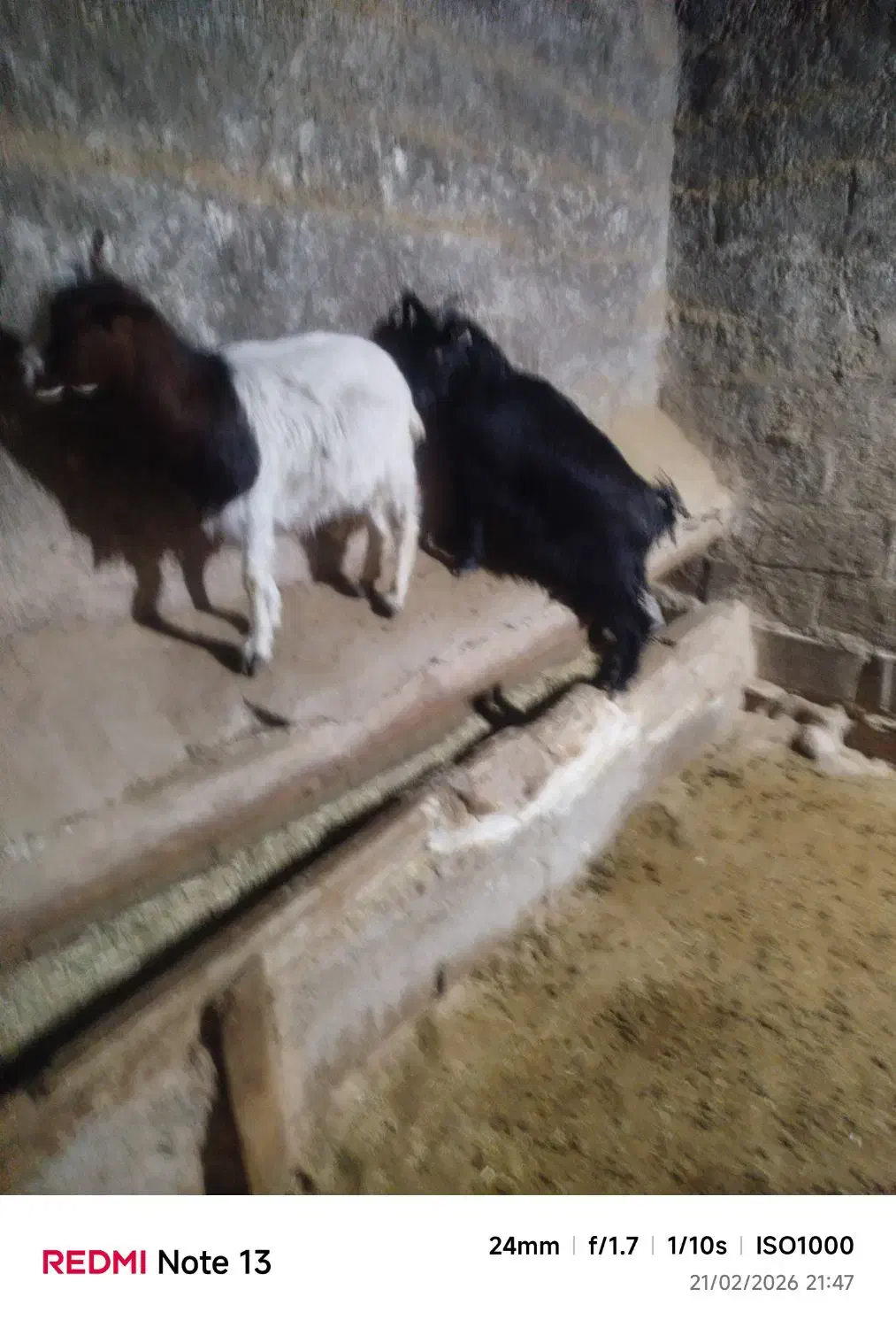 دوعددبز|حیوانات مزرعه|شیرین‌سو, |دیوار