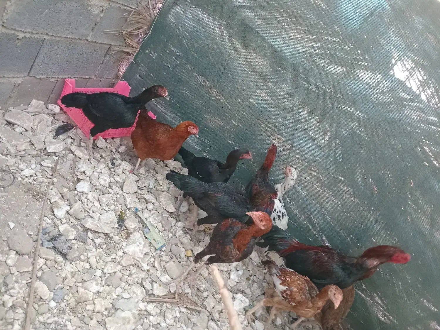 چندتا جوجه خروس دونه یک ملیون|حیوانات مزرعه|میناب, |دیوار