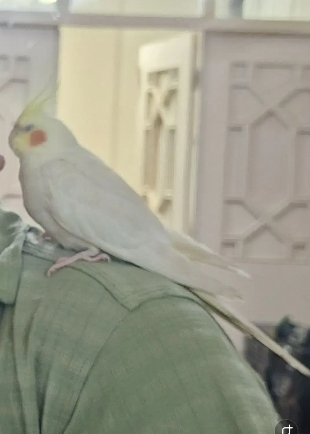 عروس هلندی ماده سالم سرحال اهلی|پرنده|اردبیل, |دیوار