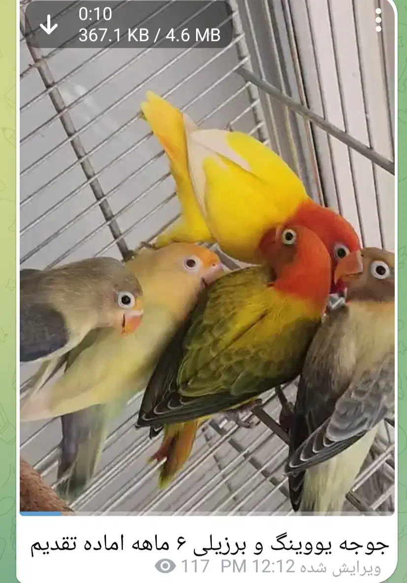 طوطی برزیلی|پرنده|کرج, شهرک بنفشه|دیوار