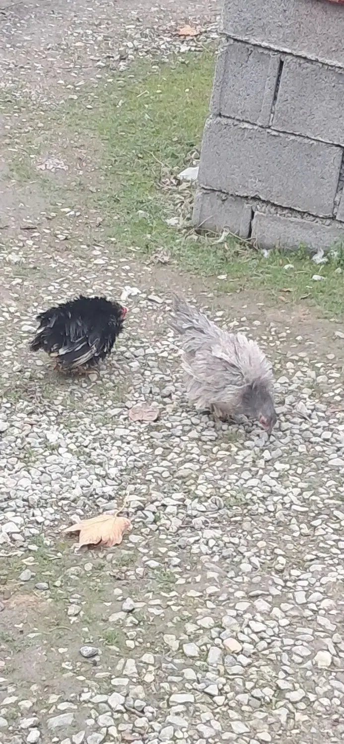 فروش یک جفت مرغ مینیاتوری|حیوانات مزرعه|نوشهر, |دیوار