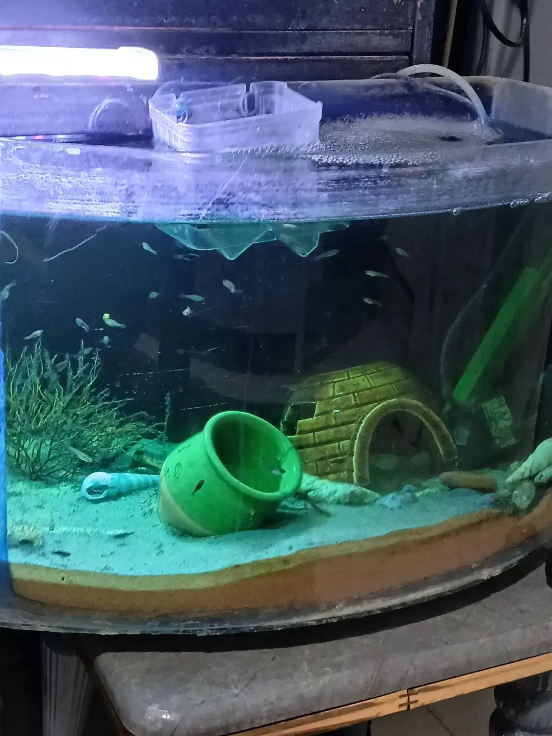 اکواریوم|ماهی|تهران, دهم فروردین|دیوار