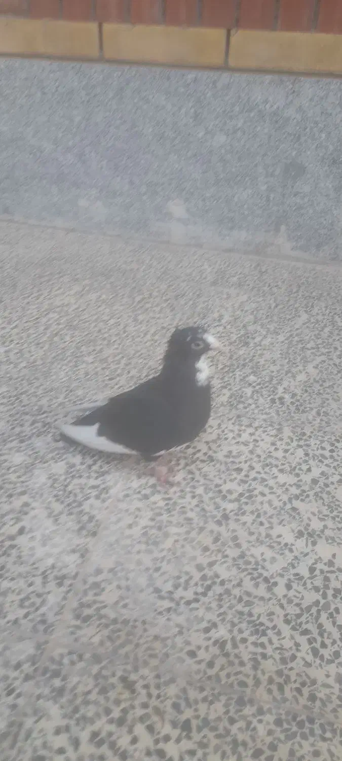 کفتر پلنگ|پرنده|کرمان, |دیوار