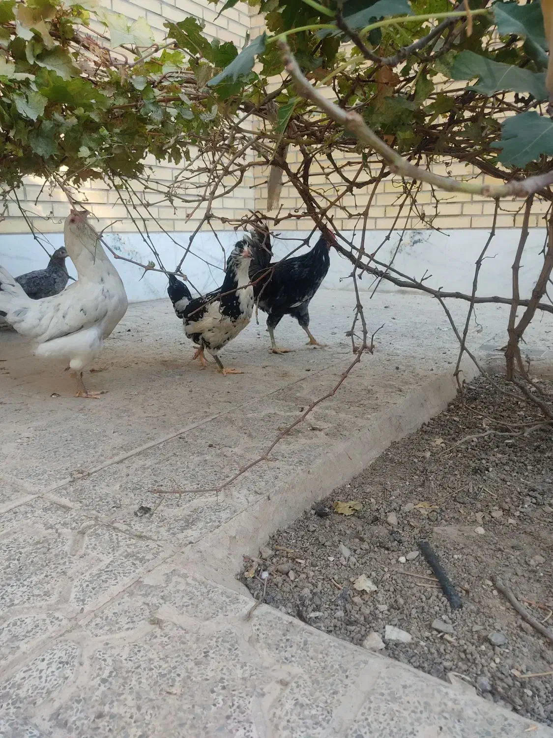 مرغ خروس گلین زیبا|حیوانات مزرعه|فولادشهر, B2|دیوار