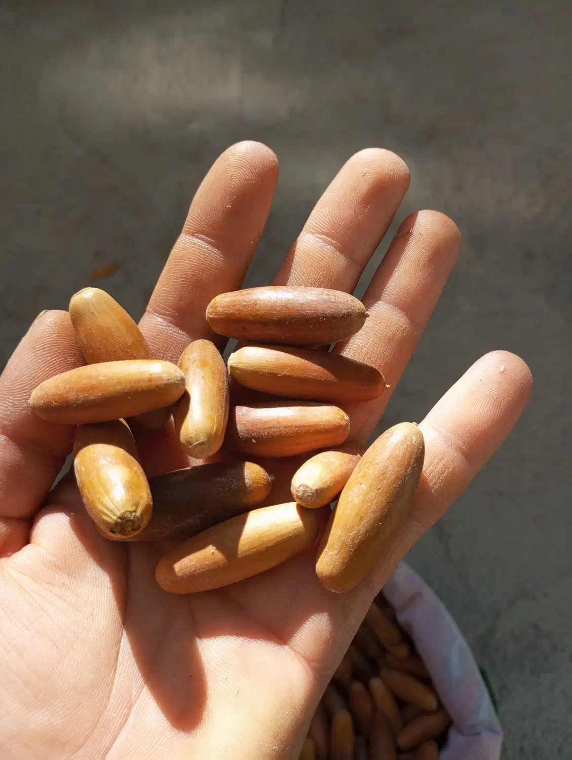 بلوط جنگلی|خوردنی و آشامیدنی|بانه, |دیوار