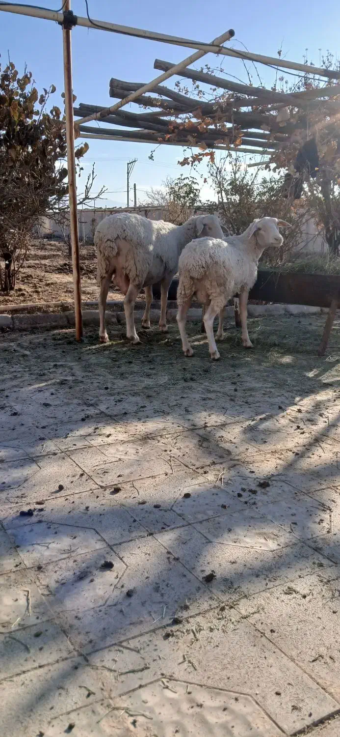 ۲راس،میش لاکن|حیوانات مزرعه|کرمان, |دیوار