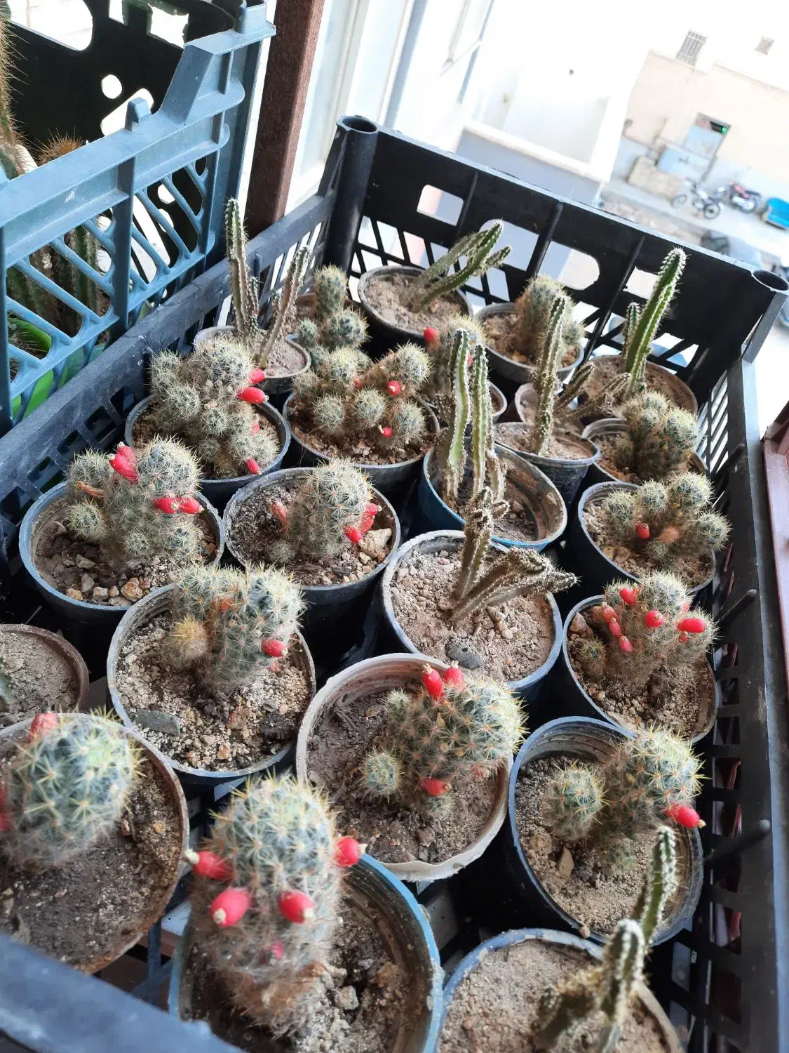 کاکتوس مامیلاریا|گل و گیاه طبیعی|فولادشهر, C4|دیوار