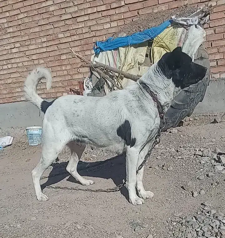 واگذاری سگ|سگ|سراب, |دیوار