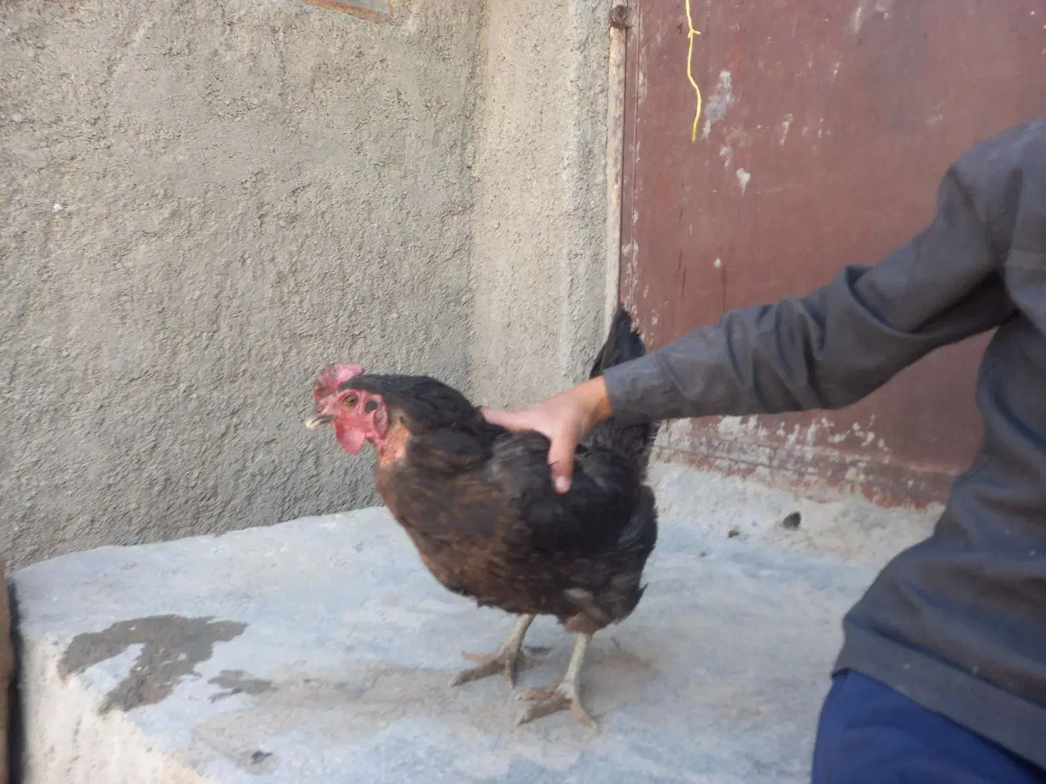 ۵۰۰|حیوانات مزرعه|درمیان, |دیوار