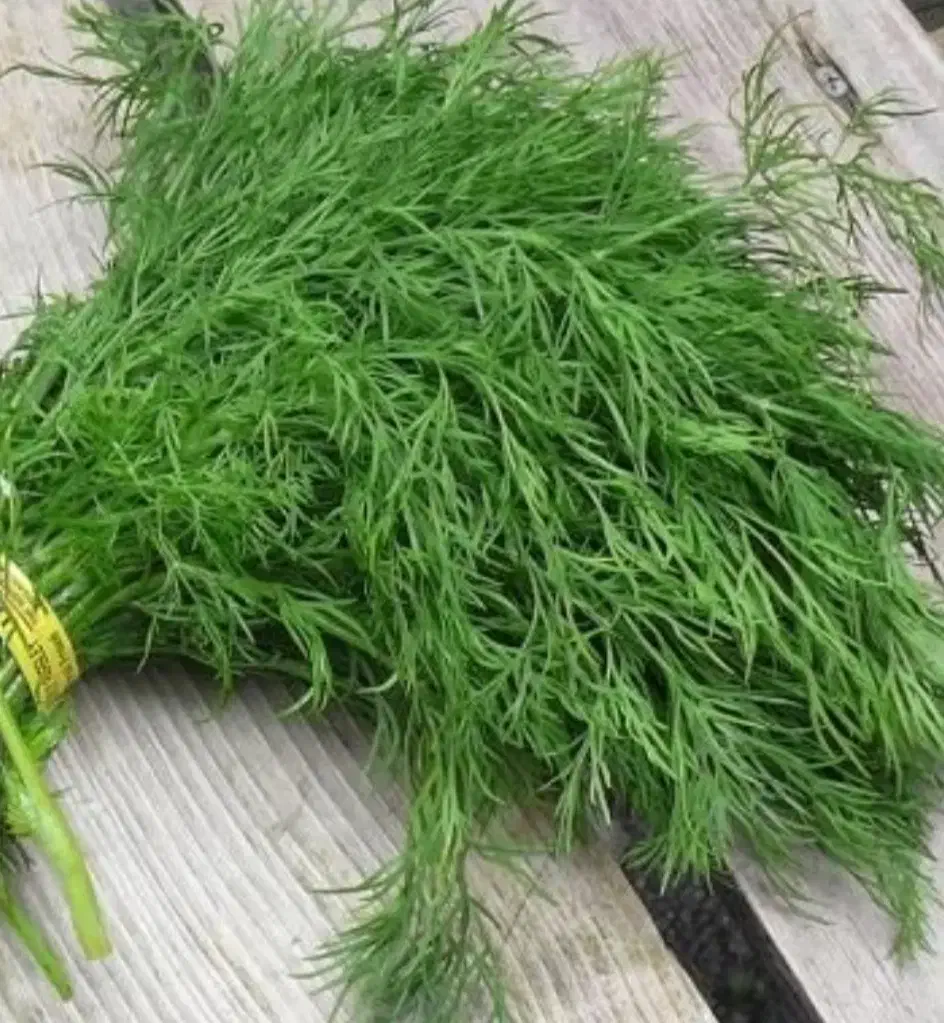 شوید خشک تمیز تازه|خوردنی و آشامیدنی|کازرون, |دیوار