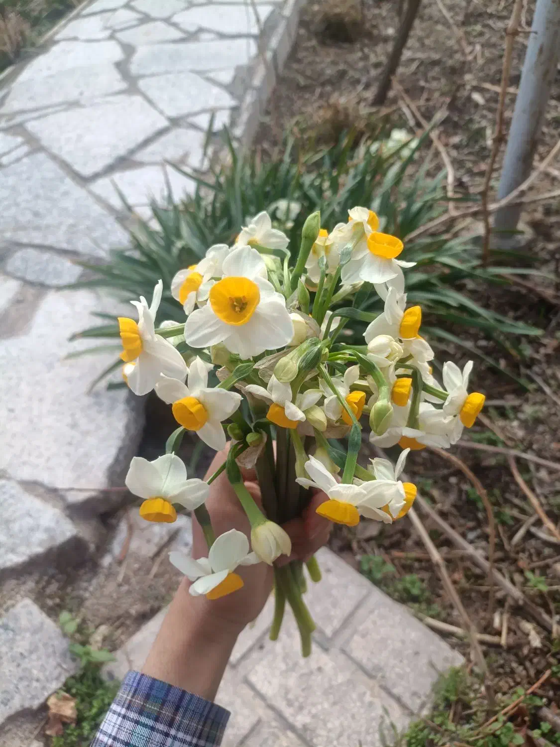 گل نرگس|گل و گیاه طبیعی|بیرجند, |دیوار