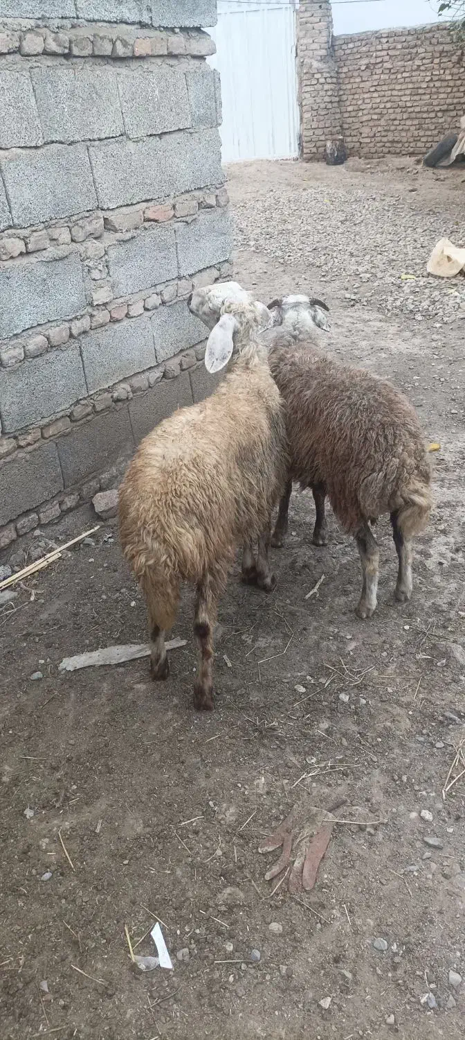 دوتا توقلی نرجنس|حیوانات مزرعه|سنگدوین, |دیوار