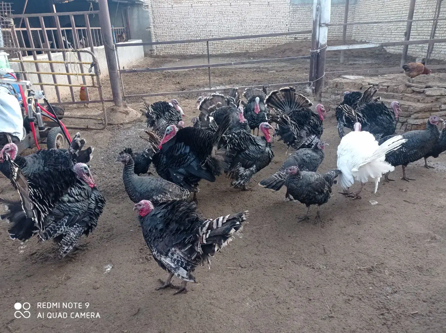 بوقلمون نر|حیوانات مزرعه|مشهد, فرخد|دیوار