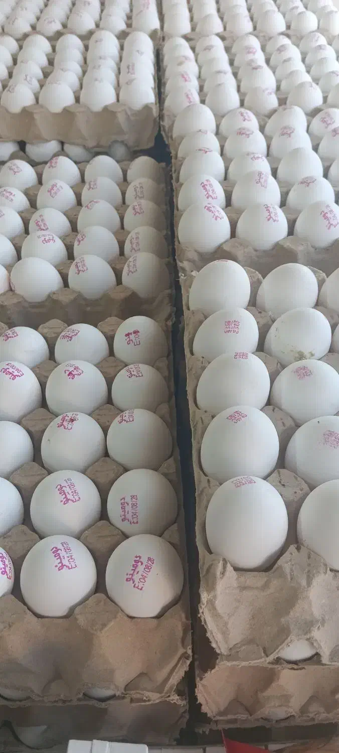 پخش تخم مرغ ،کلوچه،آبمیوه،قندبه قیمت عمده|فعالیت داوطلبانه تحقیقاتی|ارومیه, |دیوار