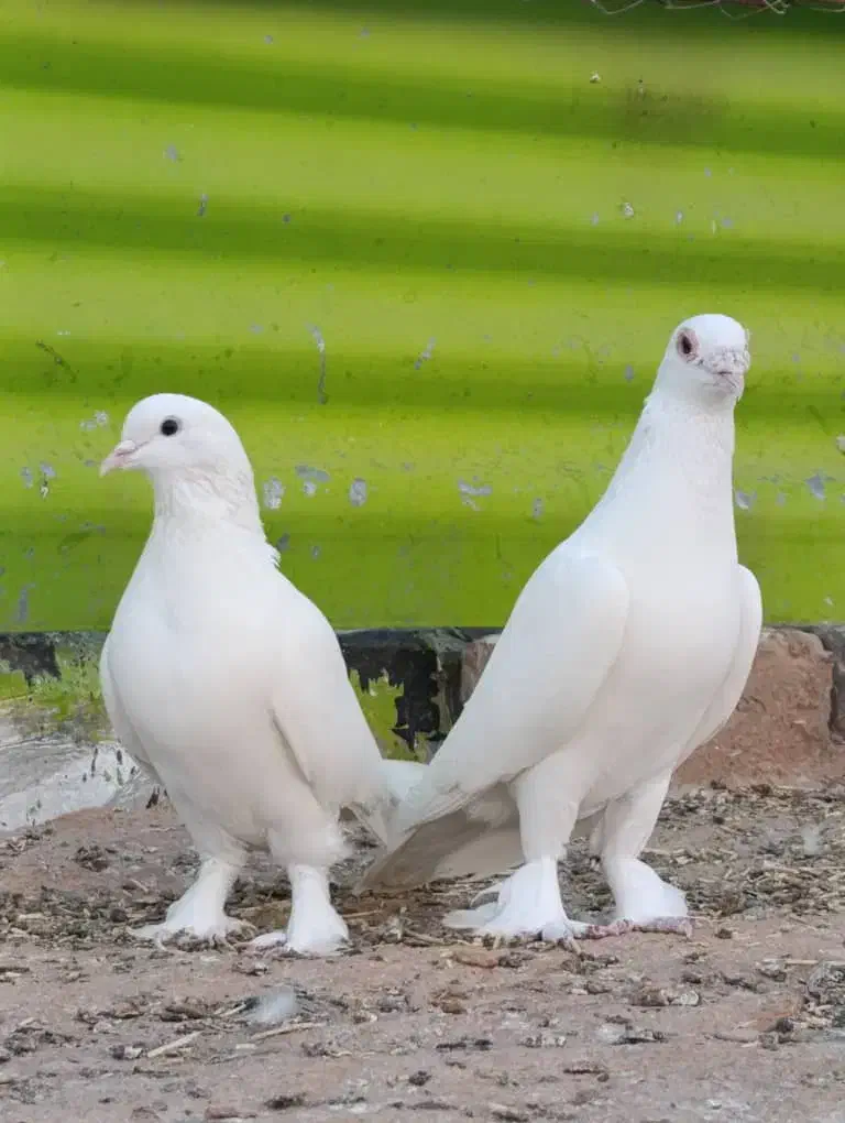 کبوتر نروماده سفیدهل پاپر|پرنده|شیراز, تندگویان|دیوار