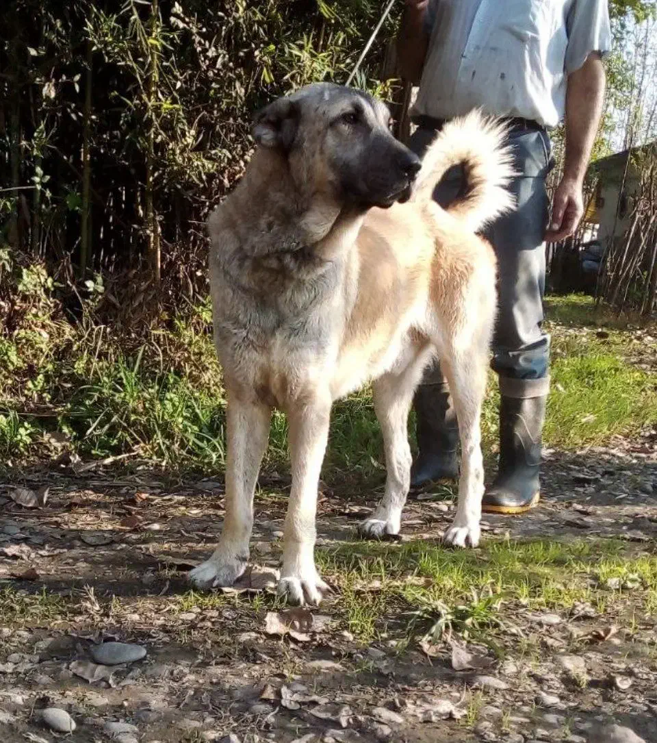 سگ سرابی|سگ|تهران, تهرانپارس شرقی|دیوار