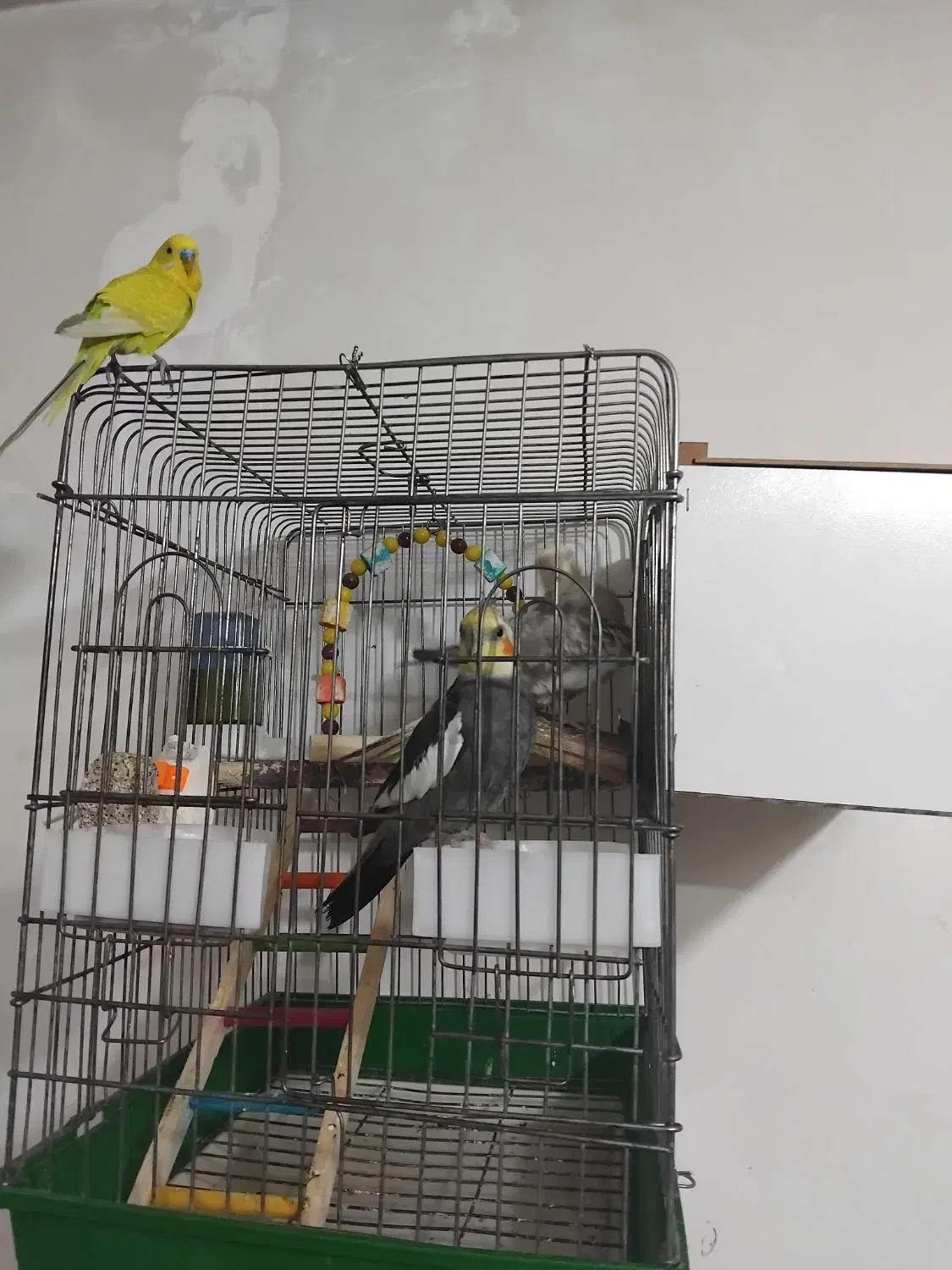 عروس هلندی سخنگو|پرنده|تبریز, |دیوار