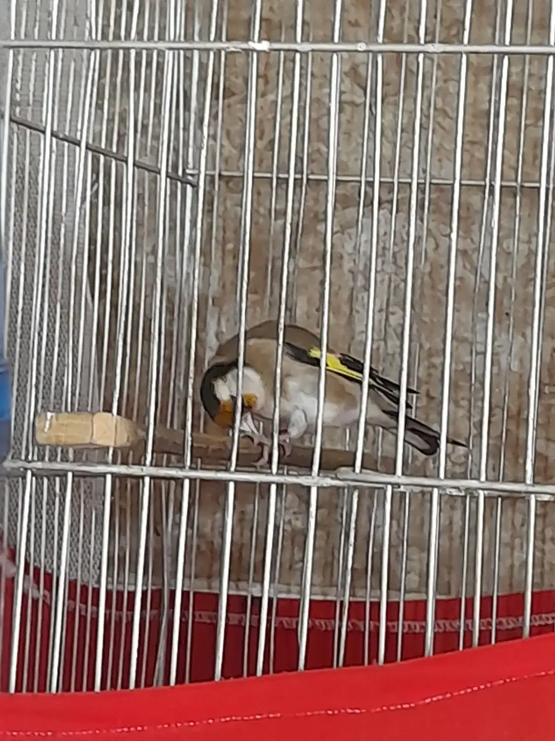 ماده سهره دوساله رو به مستی|پرنده|وحیدیه, |دیوار