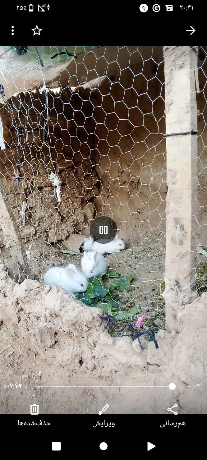 خرگوش|موش و خرگوش|بوژگان, |دیوار