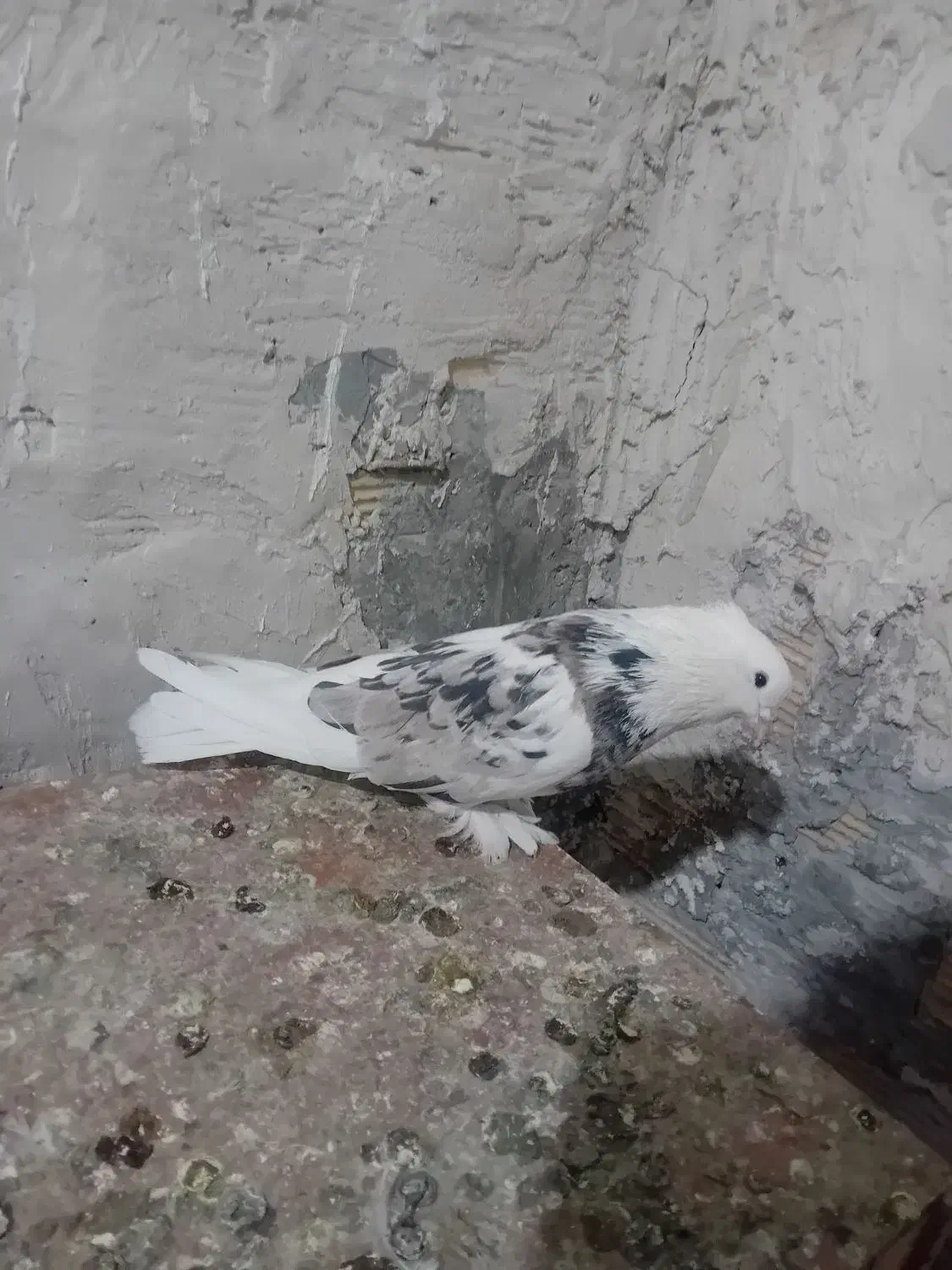 کفتر|پرنده|شهریار, شهرک امیریه|دیوار