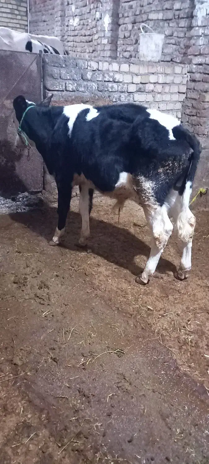 گوساله نر|حیوانات مزرعه|بروجرد, |دیوار